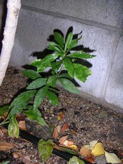 a0018200_12544495.jpg