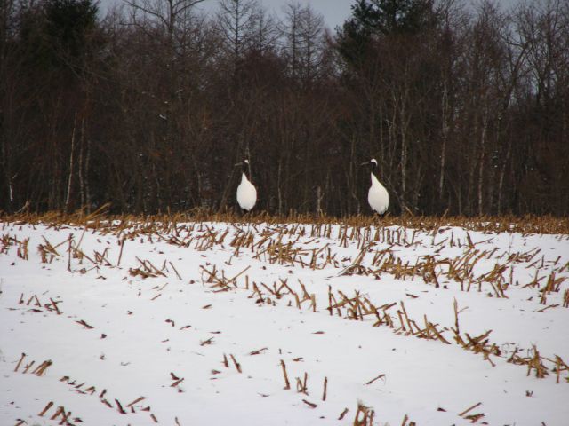 f0020302_20551729.jpg