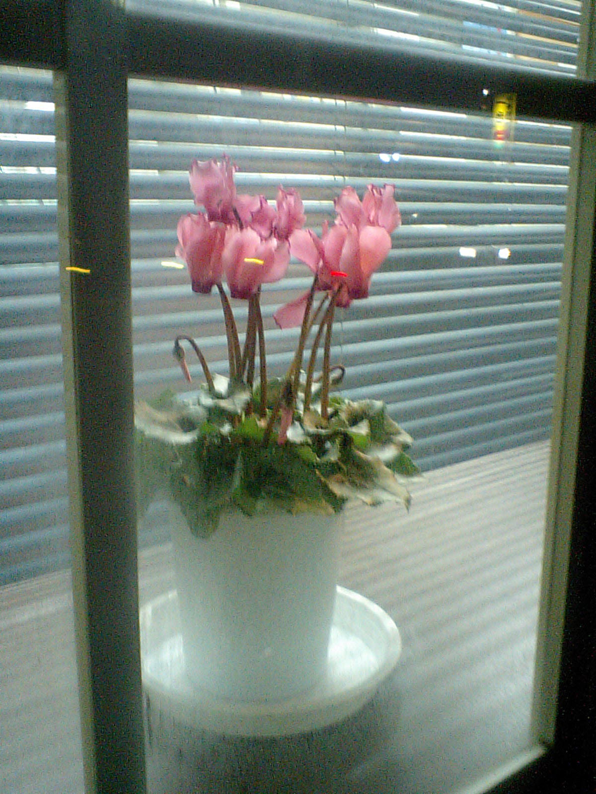 f0108519_2332362.jpg