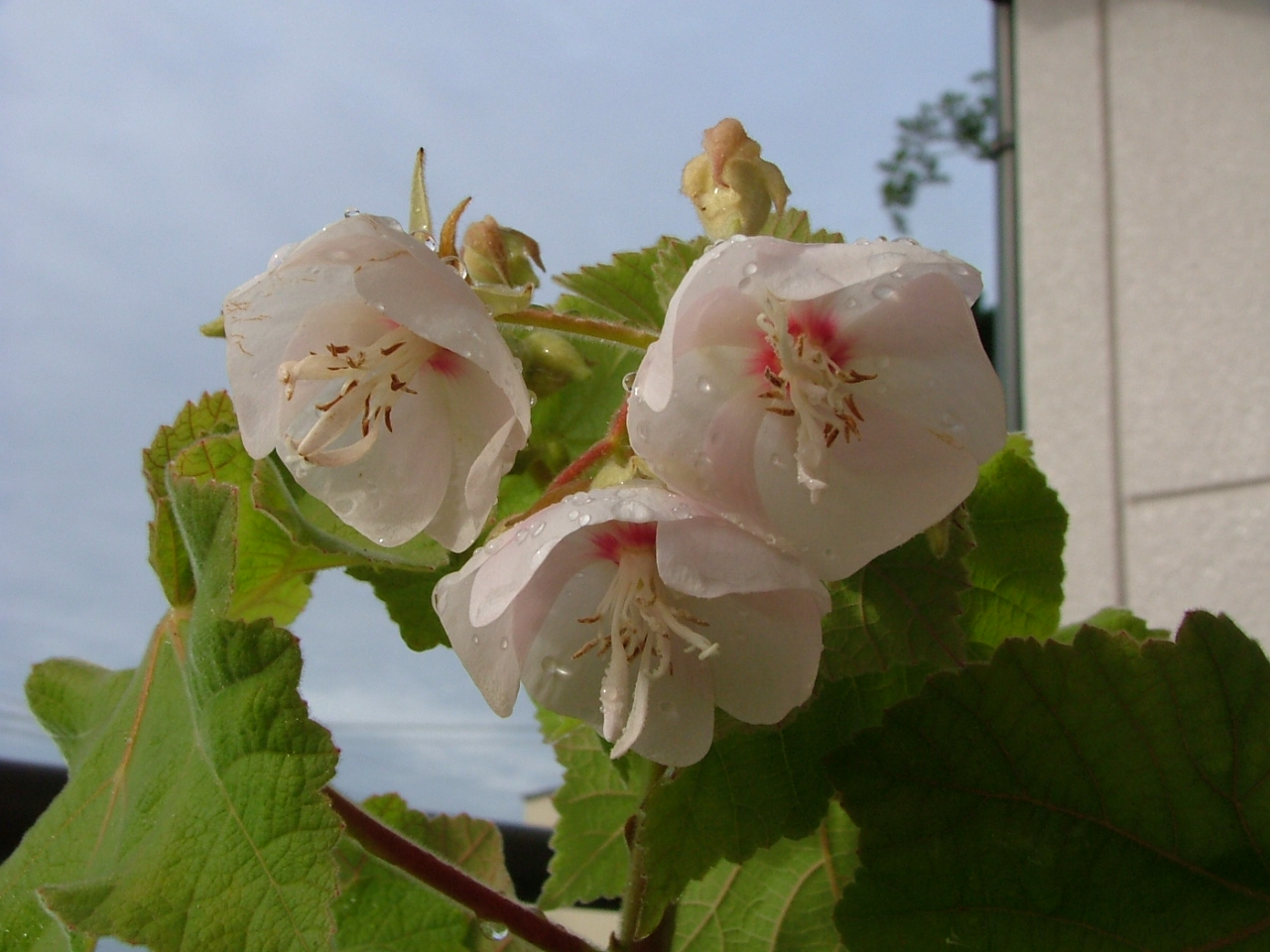 c0045227_1719623.jpg