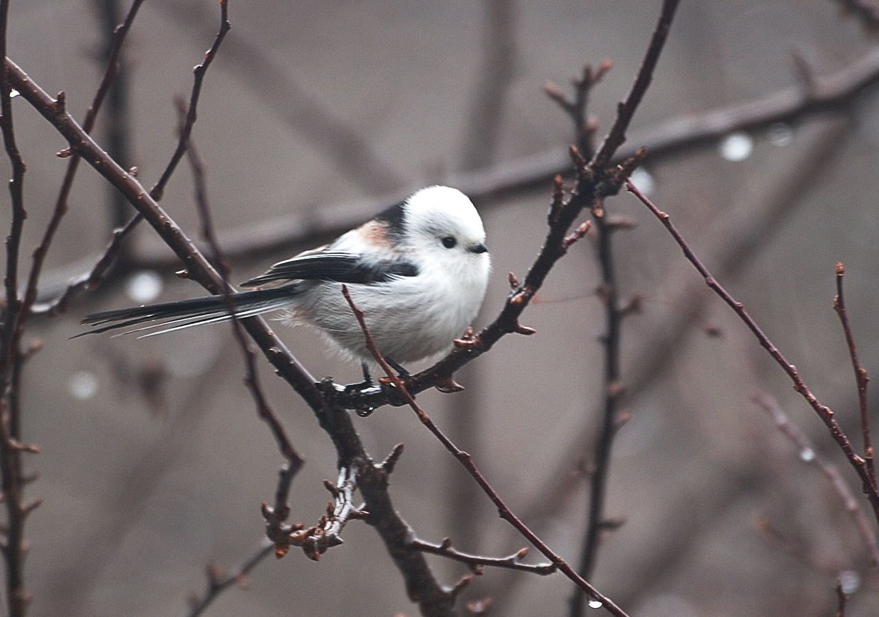 雪の妖精 とってもかわいい 鳥 を刮目せよ Naver まとめ