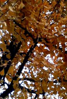 a0063846_2131351.jpg