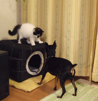 c0012571_12291836.gif