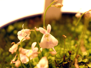 d0041074_10203351.jpg