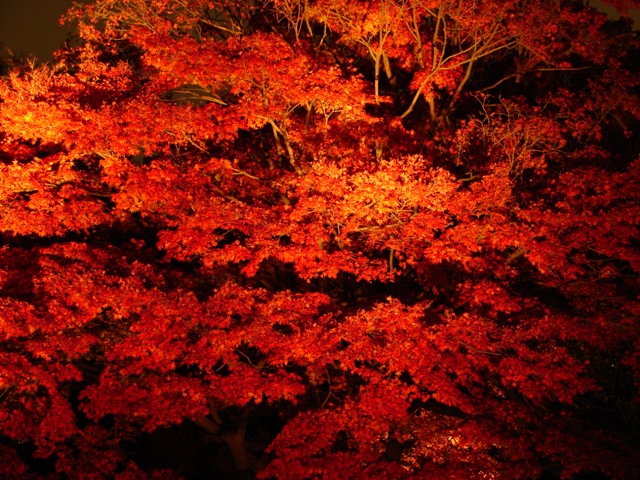 b0011185_9592872.jpg