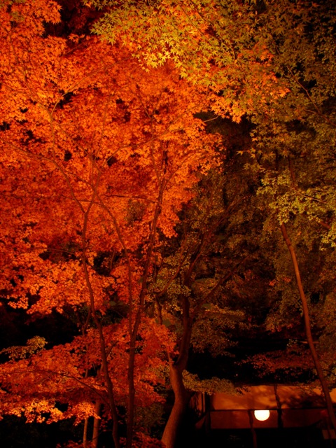 b0011185_9595399.jpg