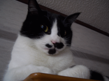 d0100192_20342354.gif