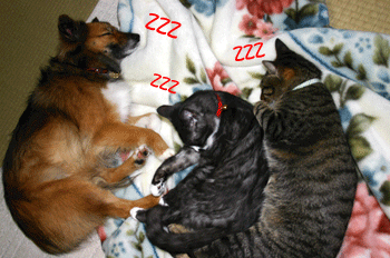 a0041108_1342485.gif