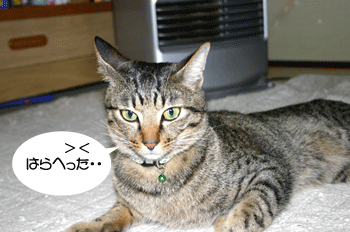 a0041108_13501336.gif