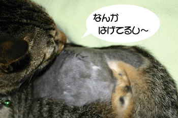 a0041108_13595648.gif