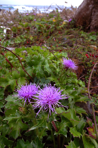 d0090322_055262.jpg