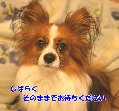 d0013149_0573737.jpg