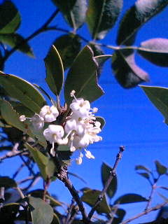 f0074659_10385315.jpg
