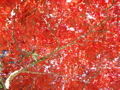 a0048361_7482417.jpg