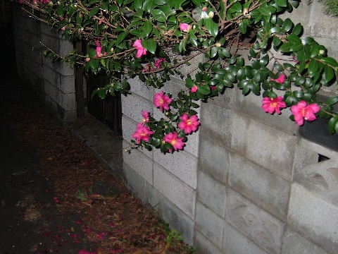 a0009666_1346032.jpg