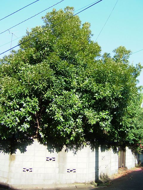 a0009666_13463187.jpg