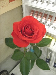 e0045977_2316744.jpg
