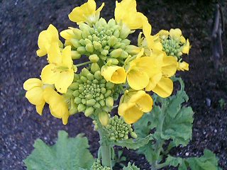 e0026017_22584123.jpg