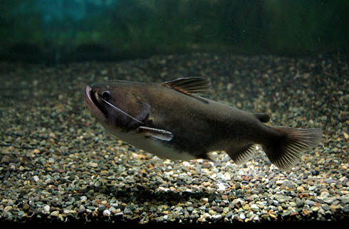 スキャットとは