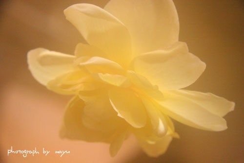d0036630_17353073.jpg