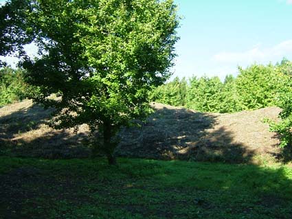 f0000148_052679.jpg