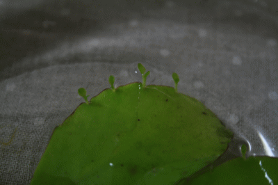 d0100192_20424335.gif