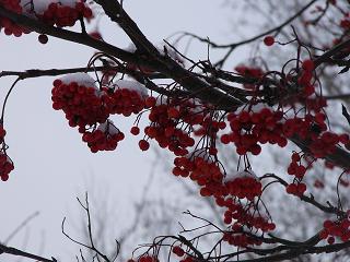a0039299_2215262.jpg