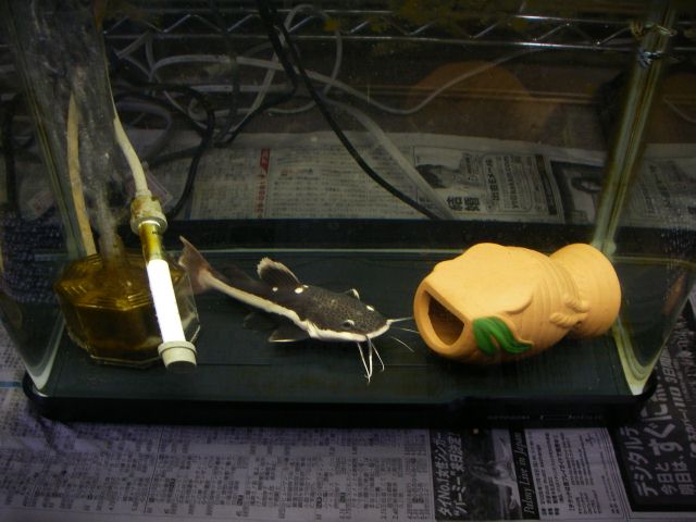 e0010301_15222750.jpg