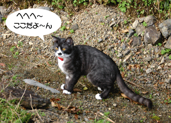 a0041108_21232699.gif