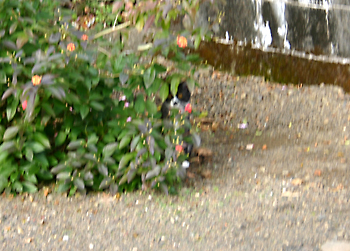 a0041108_21254121.jpg