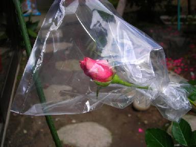 f0063931_1265097.jpg