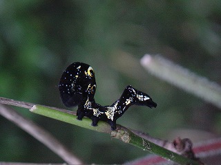 d0019074_1245698.jpg