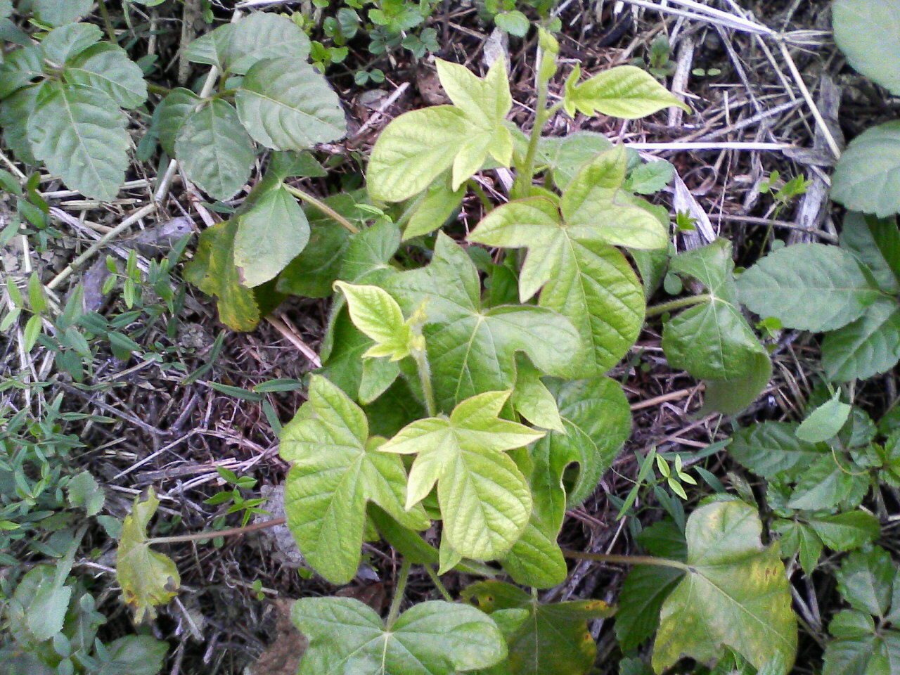 d0000607_11202739.jpg