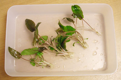 c0095824_2252547.jpg