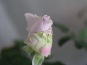 b0031925_9204398.jpg
