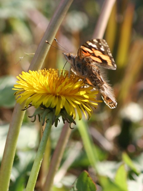 b0088772_2164940.jpg