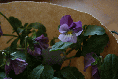 d0100192_8425434.gif