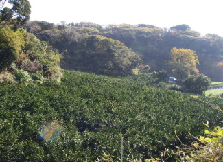 c0008598_1832655.jpg