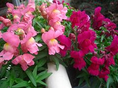 a0072737_21413866.jpg