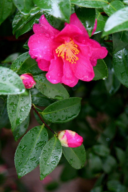 e0100277_040517.jpg