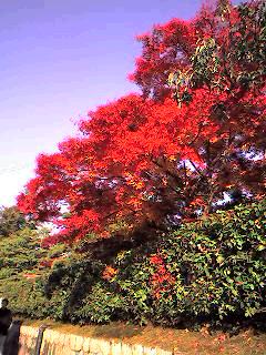 a0032405_17372499.jpg