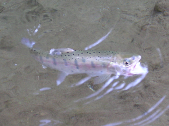 f0103126_22152233.jpg