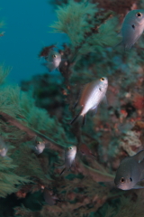d0021952_4253331.jpg