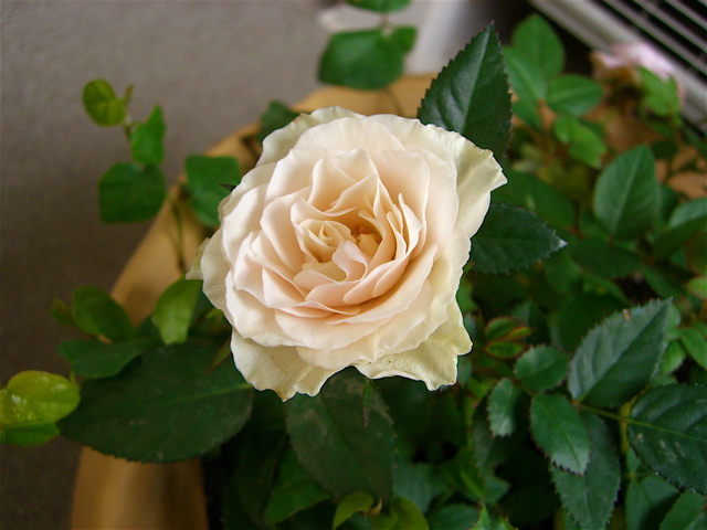 e0018777_2211469.jpg