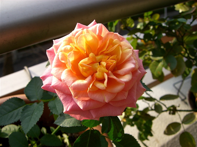 e0018777_2282433.jpg