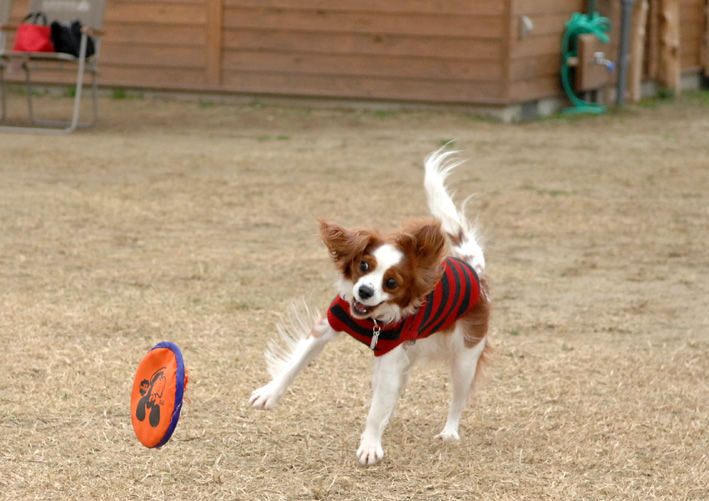 f0112087_20105033.jpg