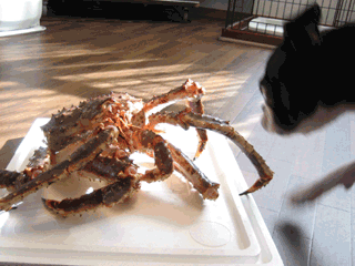 e0080117_9302387.gif