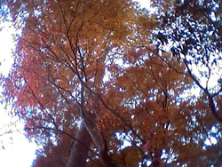 c0012120_153771.jpg