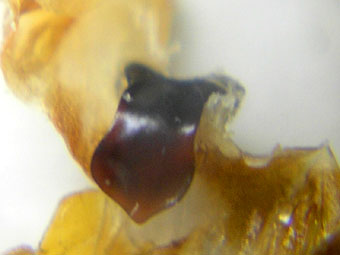 e0083097_1139179.jpg
