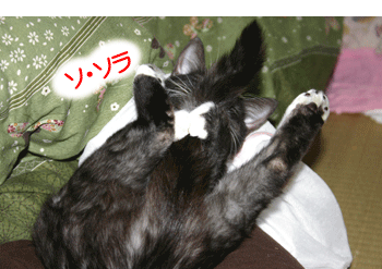 a0041108_22495928.gif